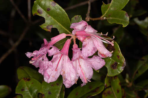Rhododendron chapmanii #13